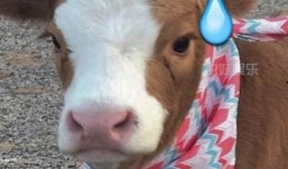 娱乐吃瓜酱懒羊羊